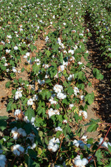 Plantations of organic fiber cotton plans with white buds ready for harvest