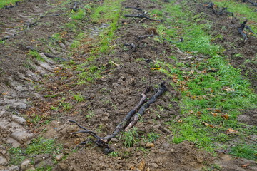 Umgepflügtes Weinfeld mit ausgerissenen Weinstöcken