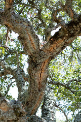 Peeled cork oak, primary source of cork for wine bottle stoppers and other uses