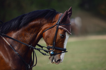 Fototapeta premium elegant sorrel horse on eventing competition in daytime in spring