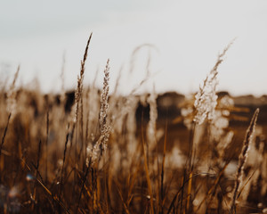 Obraz premium ears of wheat