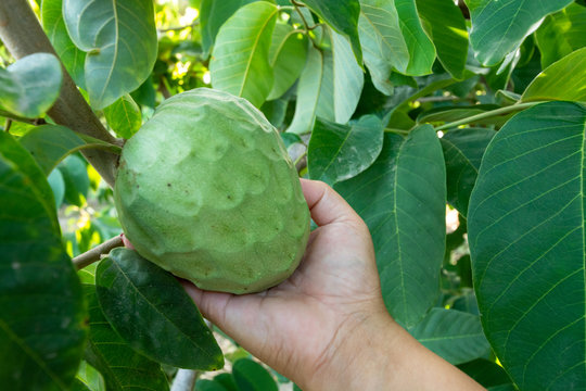 Plantations of cherimoya custard apple fruits in Granada-Malaga Tropical Coast region, Andalusia, Spain, green cherimoya growing on tree