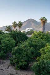 Cultivation of tasty hass avocado trees, organic avocado plantations in Costa Tropical, Andalusia, Spain