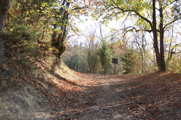 road in forest