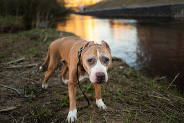 Dog looking away near river and city