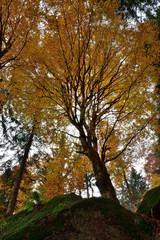 Silhouette of a golden birches.