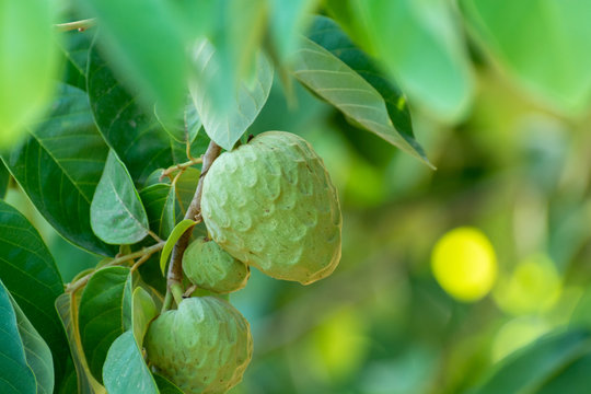 Plantations of cherimoya custard apple fruits in Granada-Malaga Tropical Coast region, Andalusia, Spain, green cherimoya growing on tree