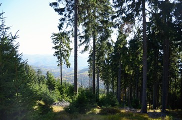Forest with tall trunks trees in autumn