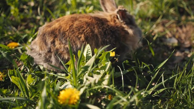 little rabbit eats the grass on a Sunny day, banny Brown
