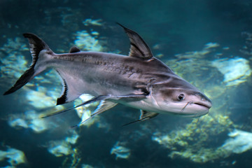 Iridescent shark (Pangasianodon hypophthalmus) freshwater fish