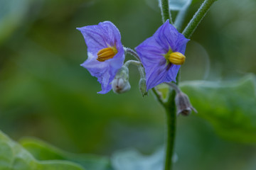 The Select focus Close up Thai Eggplant with flower on green leaf and tree with blur background