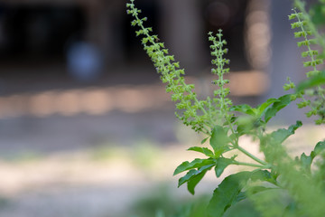 The Fresh basil plant tree on nature background - Green leaf and purple basil flower vegetable and herb plant in thai asian. Fresh basil plant tree on nature