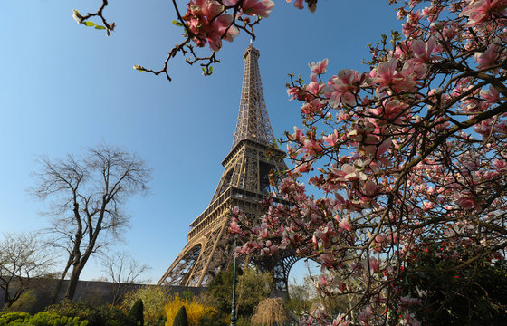 Eiffel Tower and blooming manolia tree close up, Paris, , France