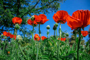 Poppies in a meadow on a Sunny summer day .