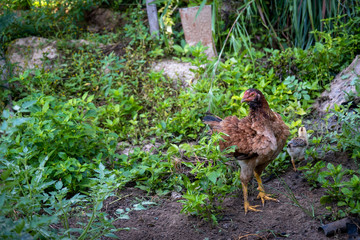A Brown hen chicken standing in field use for farm animals, livest. Ock domestic pets animals