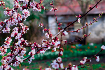 Cherry blossoms in the spring garden. Nature comes alive.