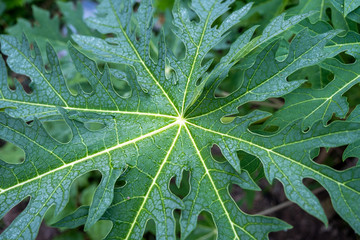 The Rain drop on papaya leaf background show pattern With shadow edge, select focus