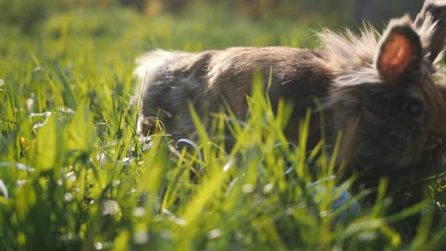 little rabbit eats the grass on a Sunny day, banny Brown
