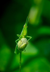 green bug on a leaf