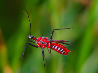 bug on leaf