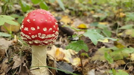 mushroom