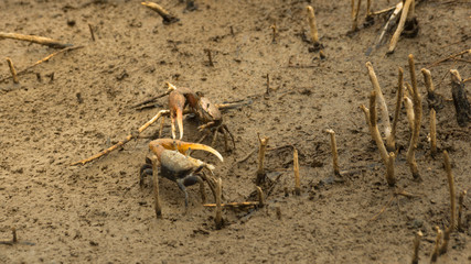 Tropical swamp with litle crabs in Gudaloupe. Grand cul de sac marin.