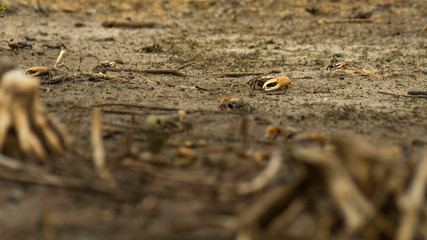 Tropical swamp with litle crabs in Gudaloupe. Grand cul de sac marin.