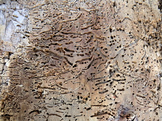 Bois mort détail 