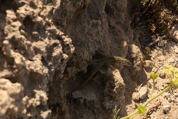the lizard from ibiza