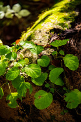 green leaves and moss in forests