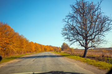 Fototapeta premium Wiejska droga w jesienny, słoneczny dzień. Naturalny krajobraz. Samotne drzewo na poboczu drogi