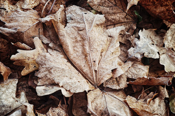 Dry foliage with hoarfrost in the autumn forest.