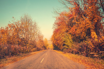 Fototapeta premium Country road on an autumn sunny day. Natural landscape. Trees grow along the road