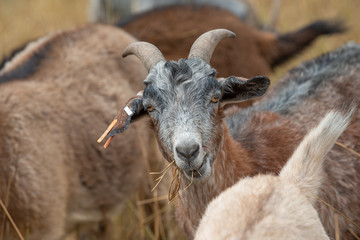 Goat chews grass in a field while facing forward