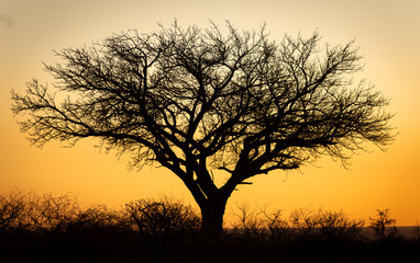 Plakat silhouette of a tree in sunset