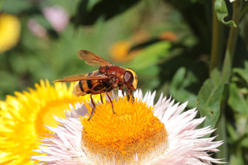 Fliege