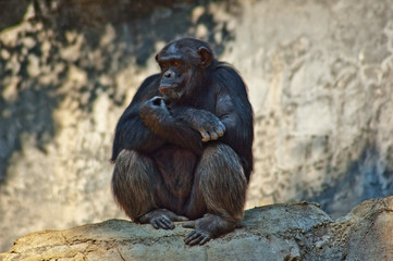 Chimpanzees from Mahale Mountain park enjoy their lunch and have fun in the Los Angeles sun.
