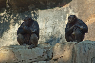 Chimpanzees from Mahale Mountain park enjoy their lunch and have fun in the Los Angeles sun.