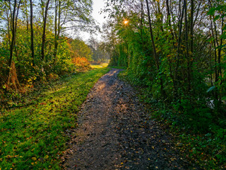 Low autumn sunlight shines between tall trees and across a narrow winding woodland footpath.