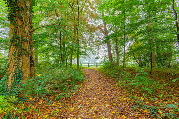 Trunk of a tree with a creeper next to a dirt path between trees with a wooden fence at the end of the road, day at the beginning of the autumn, Noord-Brabant, the Netherlands Holland