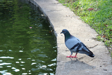 A pigeon stand on the concrete floor by the pond