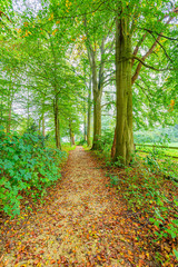 Dirt road with dry leaves between leafy trees in the woods, day at the beginning of the autumn in the province of Noord-Brabant, the Netherlands Holland