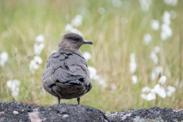 Arctic skua standing on rock