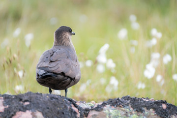 Arctic skua standing on the ground