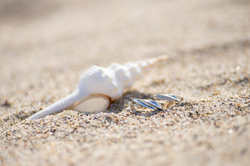 貝殻とペアリング