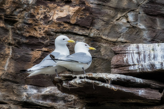 Kittiwakes on a cliff ledge