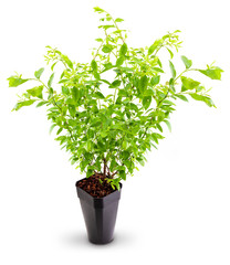 Cranberry plant (blue cranberries - Vaccinium corymbosum) in pot. Isolated on white background.