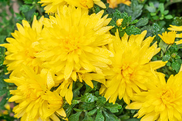 Chrysanthemum yellow flowers natural floral autumn background