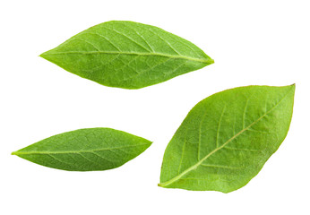 Close-up back green leaves of cranberry (blue bilberries - Vaccinium corymbosum). Isolated on white background.