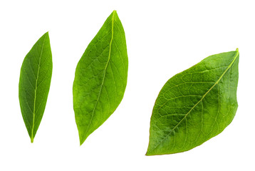 Close-up front green leaves of cranberry (blue bilberries - Vaccinium corymbosum). Isolated on white background.